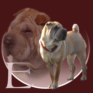 Shar-pei Elisha