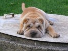 sharpei