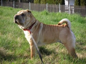 shar-pei