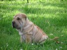 sharpei