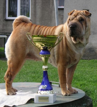 shar-pei