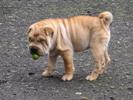 Sharpei