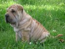 Sharpei