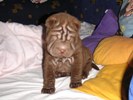 Sharpei