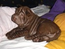 Sharpei