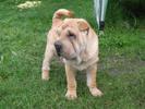 Sharpei