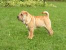 Sharpei