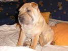 Sharpei