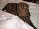 Sharpei