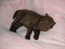 Sharpei