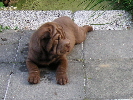 Sharpei