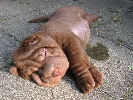 Sharpei