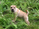 sharpei