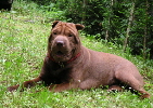 shar-pei