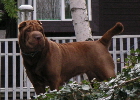 shar-pei