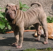 shar-pei