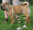 sharpei