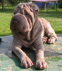 shar-pei