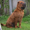 shar-pei