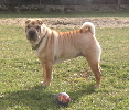 sharpei