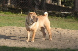 sharpei