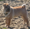 sharpei