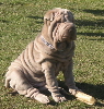 shar-pei