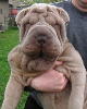 shar-pei