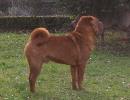 Shar-pei