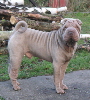 Shar-pei