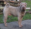 Shar-pei