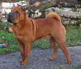 Shar-pei