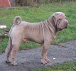 Shar-pei