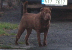 Shar-pei