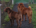 Shar-pei