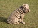 shar-pei