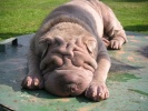 shar-pei