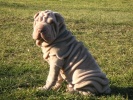 shar-pei