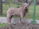 shar-pei