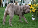 shar-pei