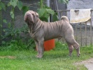 shar-pei