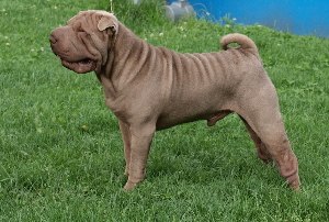 shar-pei