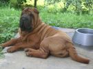 shar-pei