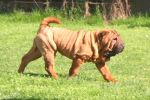 shar-pei