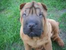 shar-pei