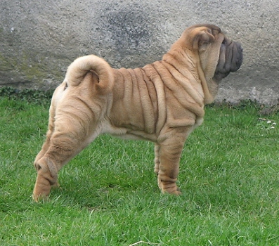 Shar-pei