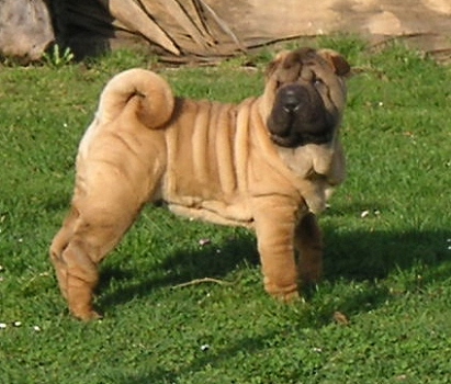 Shar-pei