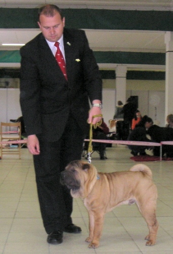 Shar-pei