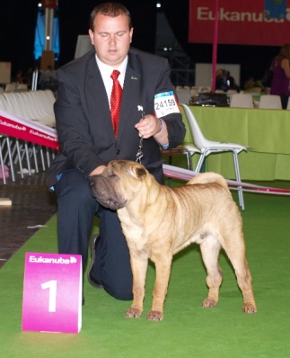 Shar-pei