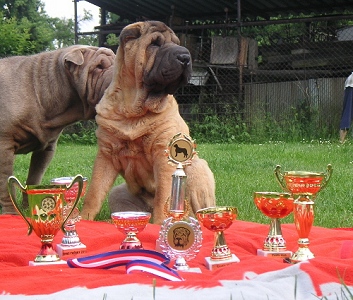 Shar-pei